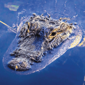 ALLIGATOR/ALIGATOR WEA 30 ML