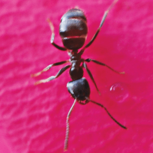 ANT/FOURMI WEA 30 ML