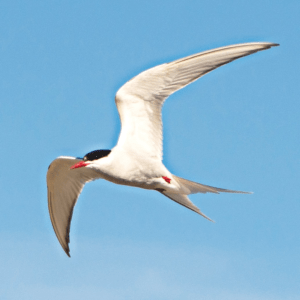 ARCTIC TERN/TERNE ARCTIQUE WEA 30 M