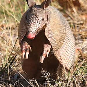 ARMADILLO/TATOU WEA 30 ML