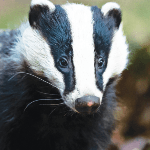 BADGER/BLAIREAU WEA 30 ML