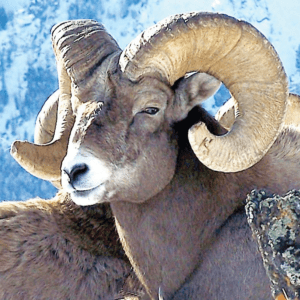 BIGHORN SHEEP/MOUFLON WEA 30 ML