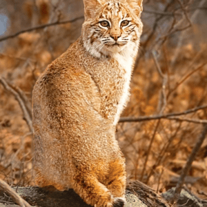 BOBCAT/CHAT SAUVAGE WEA 30 ML