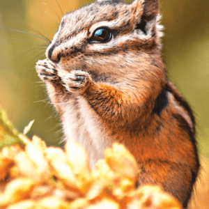 CHIPMUNK/TAMIA RAYE WEA 30 ML