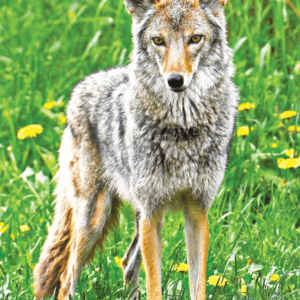 COYOTE WEA EXP 30 ML