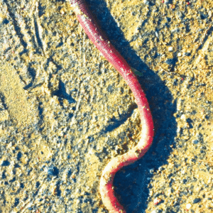 EARTHWORM/VER DE TERRE WEA 30 ML