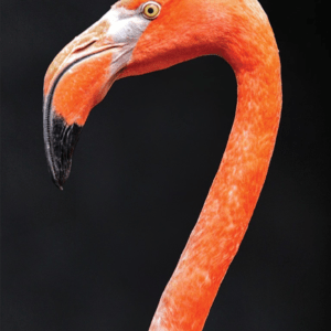 FLAMINGO/FLAMANT WEA 30 ML