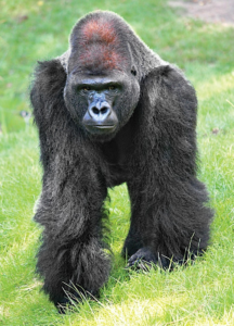 GORILLA/GORILLE WEA EXP 30 ML