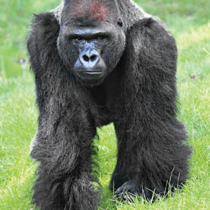 GORILLA/GORILLE WEA EXP 30 ML