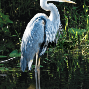 GREAT BLUE HERON/GRAND HERON 30 ML