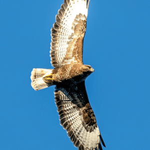 HAWK/FAUCON WEA EXP 30 ML