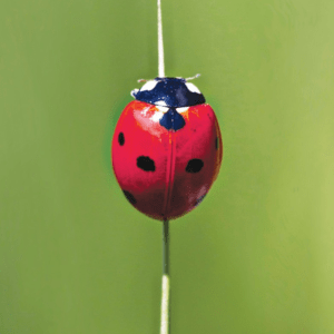 LADYBUG/COCCINELLE WEA EXP 30 ML