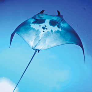 MANTA RAY/RAIE MANTA WEA EXP 30 ML