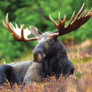 MOOSE/ELAN WEA EXP 30 ML