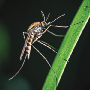 MOSQUITO/MOUSTIQUE WEA EXP 30 ML