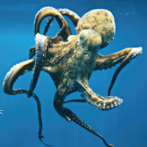 OCTOPUS/PIEUVRE WEA EXP 30 ML