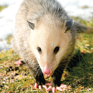 OPOSSUM WEA EXP 30 ML