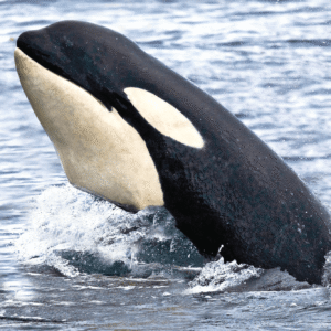 ORCA/ORQUE WEA EXPERIMENTAUX 30 ML