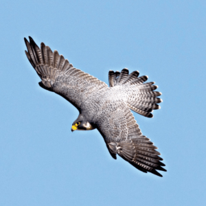 PEREGRINE FALCON/FAUCON PELERIN WEA