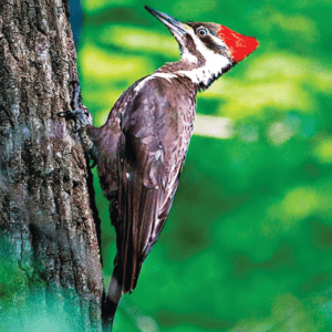 PILEATED WOODPECKER/GRAND PIC WEA E
