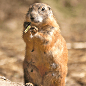 PRAIRIE DOG WEA EXP 30 ML