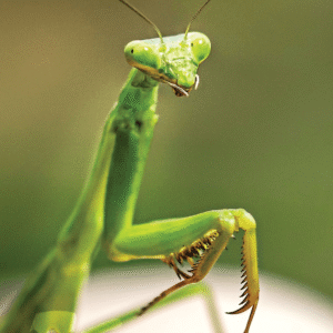 PRAYING MANTIS/MANTE RELIGIEUSE WEA