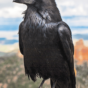 RAVEN/CORBEAU WEA EXP 30 ML