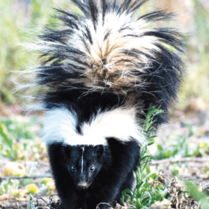 SKUNK/MOUFFETTE WEA EXP 30 ML