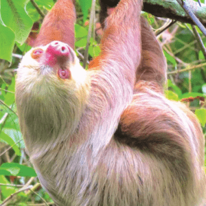 SLOTH/PARESSEUX WEA EXP 30 ML