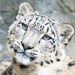 SNOW LEOPARD/LEOPARD DES NEIGES WEA