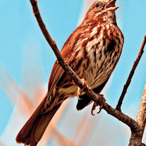 SPARROW/MOINEAU WEA EXP 30 ML