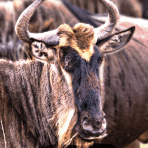 WILDBEEST/GNOU WEA EXP 30 ML