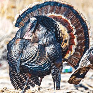 WILD TURKEY DINDON WEA 30 ML