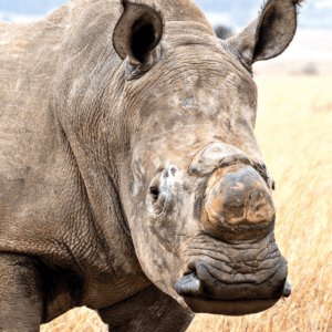 WHITE RHINOCEROS 30 ML WEA