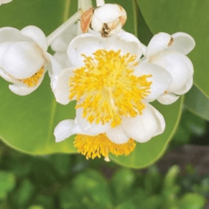 Calophyllum Bush 15ml