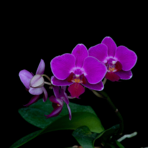 Compassionate Heart Ltoe 15ml