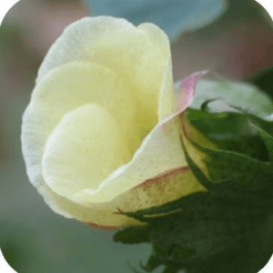 COTON ALGODON SYLFOS 15ML