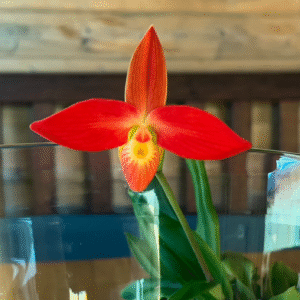 Radiant Courage LTOE 15ml