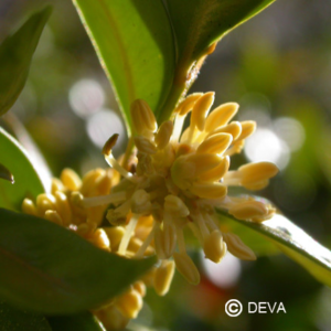 Buis 15 ml Deva
