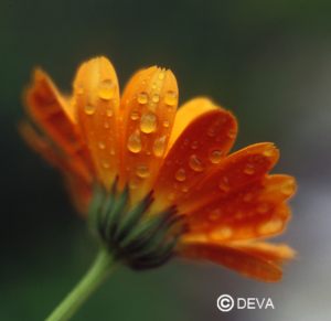 Calendula 10 ml