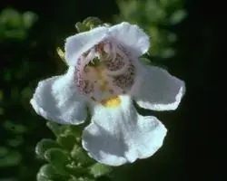 ALPINE MINT BUSH 15ml