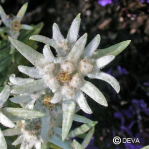 Edelweiss 15ml DEVA