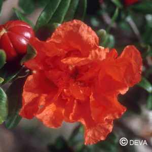 Grenadier 15 ml DEVA