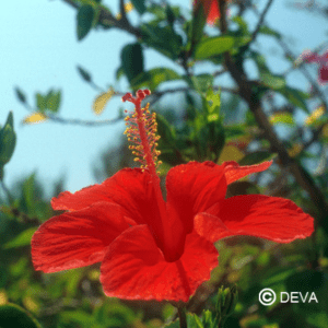 Hibiscus 15 ml DEVA