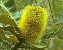 BANKSIA ROBUR BUSH 15ml