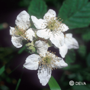 Mure sauvage 15 ml DEVA