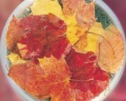 AUTUMN LEAVES BUSH 15ML
