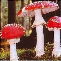 AMANITE TUE MOUCHE 15 ML PHI