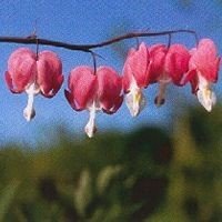 COEUR DE MARIE PHI 15 ML