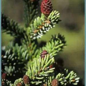 Black Spruce Alaskan<span> - </span>30 ml